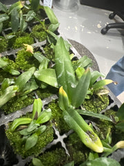 Cattleya rex (EXTREMELY RARE SPECIES)