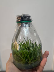 Dendrobium moniliforme Rashatsubame 羅紗燕 (MC) (Variegated, Species Flask - Conical) ex Taiwan