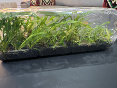 Coelogyne velutina f. white (Species Flask - Plastic Bottle) ex Thailand