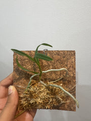 Taprobanea spathulata (EXTREMELY RARE SPECIES)