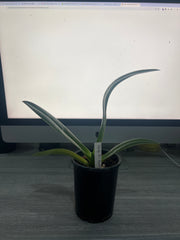 Paphiopedilum Yang-Ji Apple (philippinense × anitum)