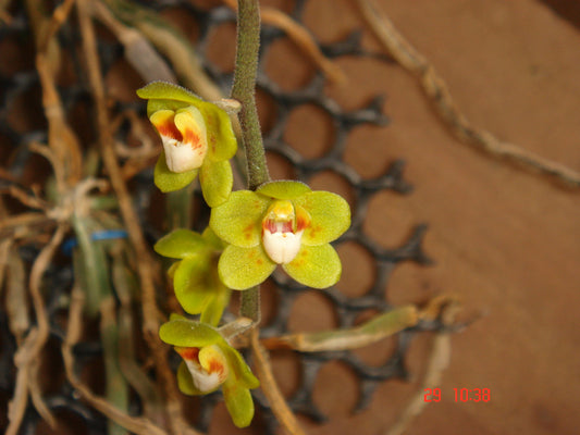 Chiloschista parishii (Rare Leafless Species) IN SPIKE