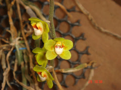 Chiloschista parishii (Rare Leafless Species) IN SPIKE