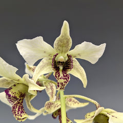 Dendrobium Roy Tokunaga ‘Geoff’ (atroviolaceum x johnsoniae)