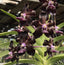 V. Greg Scott (V. merrillii x V. tessellata)