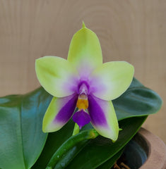 Phalaenopsis bellina var. coerulea (FLOWERING SIZE)