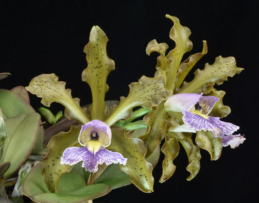 Cattleya schilleriana var. coerulea (Flask - Conical, ex Taiwan)