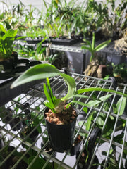 Dendrobium alexandrae (Latourea)