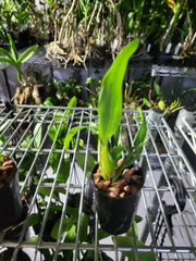 Dendrobium alexandrae (Latourea)