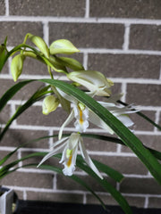 IN SPIKE! - Cymbidium mastersii (Fragrant and Rare Species)