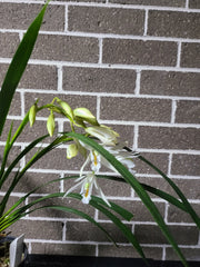 IN SPIKE! - Cymbidium mastersii (Fragrant and Rare Species)