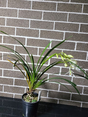 IN SPIKE! - Cymbidium mastersii (Fragrant and Rare Species)