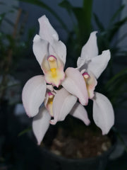 IN SPIKE! Cym. erythrostylum 2N x Cym. Master David 2N