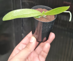 Phal. javanica f. alba x Phal. maculata f. alba