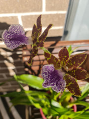 Zygopetalum mackayi