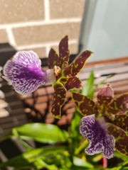 Zygopetalum mackayi