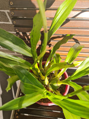 Zygopetalum mackayi