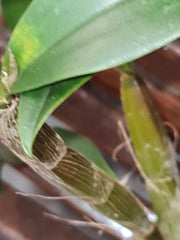 Dendrobium Hilda Poxon (Highly Fragrant)