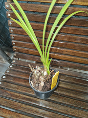 Cymbidium insigne alba 4N