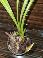 Cymbidium insigne alba 4N