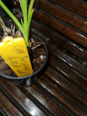 Cymbidium insigne alba 4N