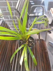 (IN BUDS NOW) Cym. Rocky Creek 'Gotcha'