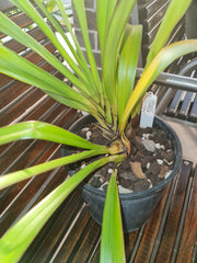 (IN BUDS NOW) Cym. Rocky Creek 'Gotcha'