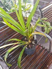 (IN BUDS NOW) Cym. Rocky Creek 'Gotcha'