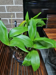 Dendrobium Alexandrae X Convolutum X Tapiniense