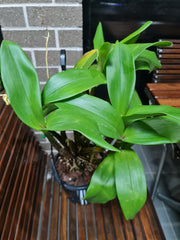 Dendrobium Alexandrae X Convolutum X Tapiniense