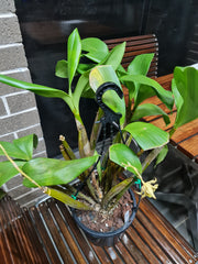 Dendrobium Alexandrae X Convolutum X Tapiniense