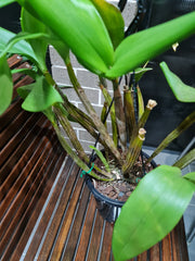 Dendrobium Alexandrae X Convolutum X Tapiniense