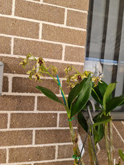 Dendrobium Alexanderae X Pulchrum