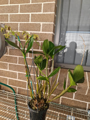 Dendrobium Alexanderae X Pulchrum