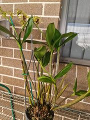 Dendrobium Alexanderae X Pulchrum