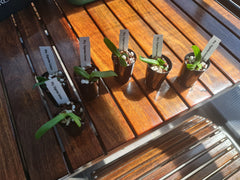 Rhynchostylis gigantea "Cartoon"