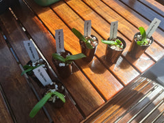 Rhynchostylis gigantea "Cartoon"