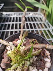 Dendrobium Anosmum Pink "Laos"