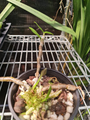 Dendrobium Anosmum Pink "Laos"