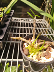 Dendrobium Anosmum Pink "Laos"