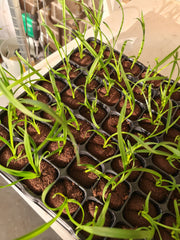 Cymbidium Kiwi Midnight 'Geyserland' (Mericlone)