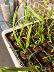 Cymbidium Kiwi Midnight 'Geyserland' (Mericlone)