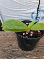 Phalaenopsis (Misty Green X Coral Isles) "Ching Ruey"