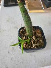 Chysis bractescens (Fragrant Species)