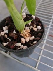 Cycnodes Jumbo Canaan