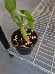 Cycnodes Jumbo Canaan