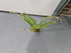 (In Spike Now) Miltoniopsis Breathless ‘Beauty’