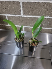 Cattleya Chocolate Drop 'Yellow Chiffon'(Mericlone)