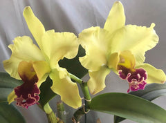 COMBO OF 10 CATTLEYA SEEDLINGS