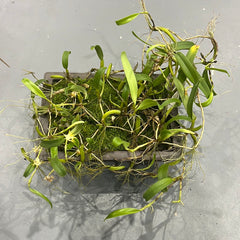 Bulbophyllum concinnum (Rare Species)